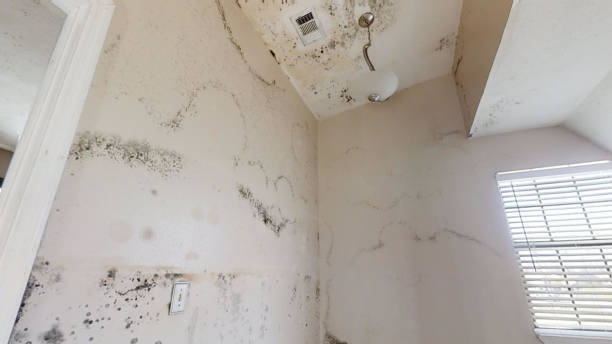 Best Environmental Consulting for Mold Prevention  in Roundup, MT